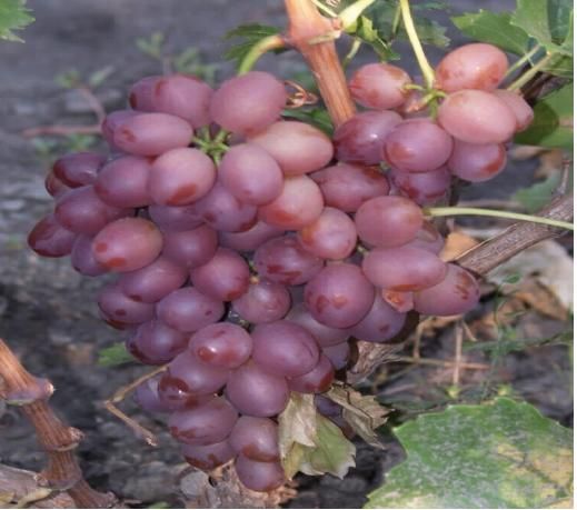 Сорта винограда для Республики Мордовия названия, фото, описание