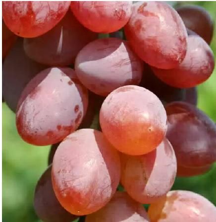 Фото - Каталог сортов винограда - Селище Вільшани